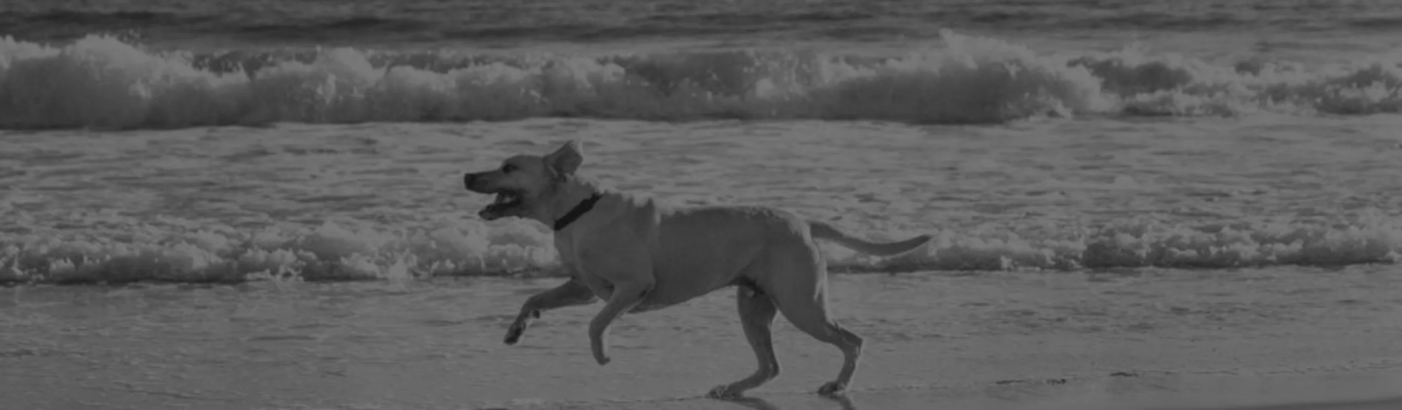 Black and white photo of dog running on the ebach